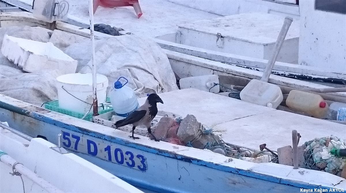 Hooded Crow
