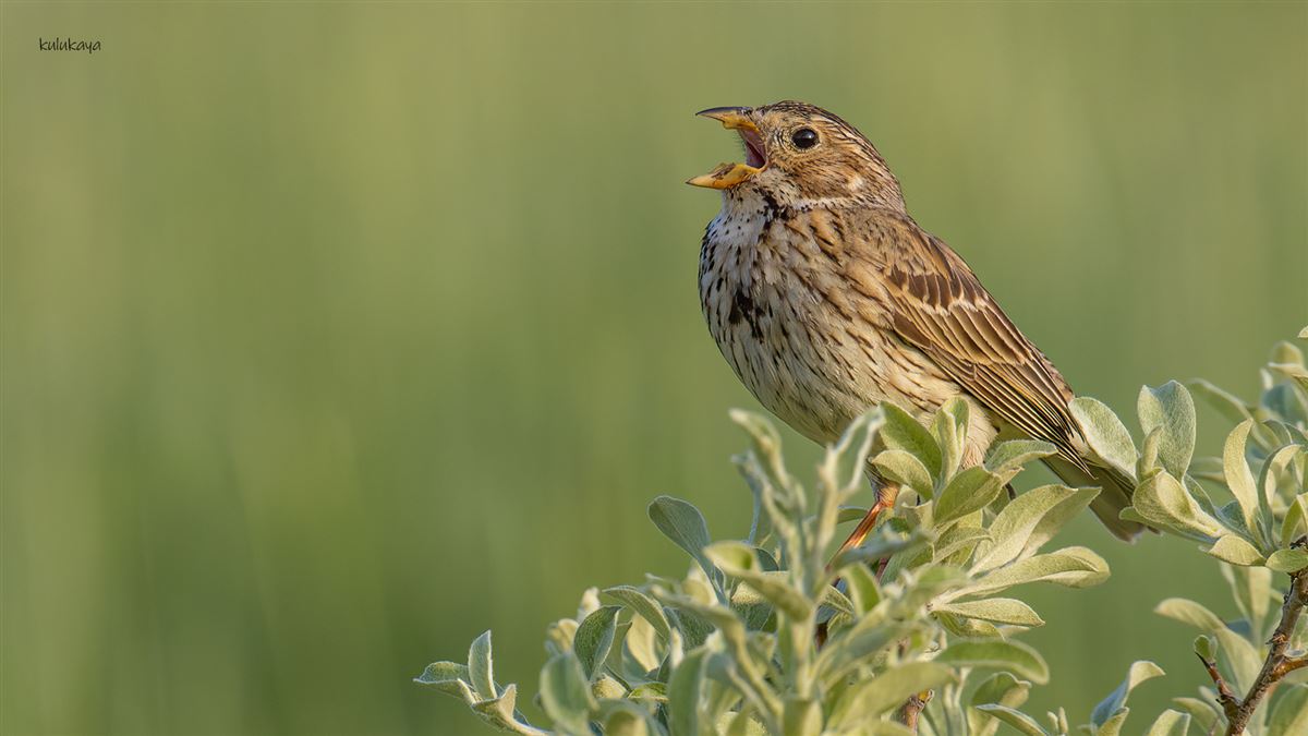 Corn Bunting