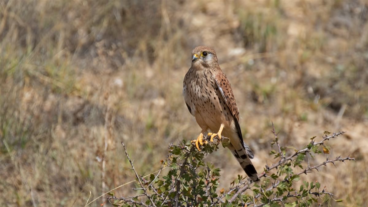 Common Kestrel