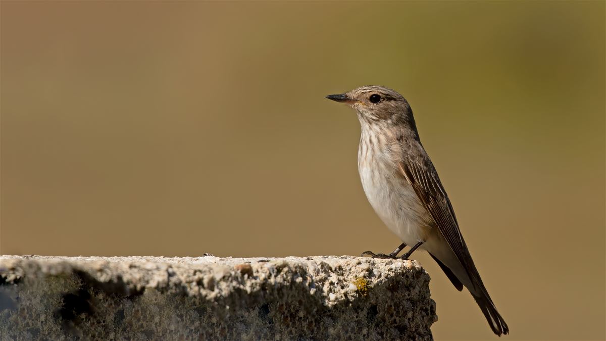 Spotted Flycatcher