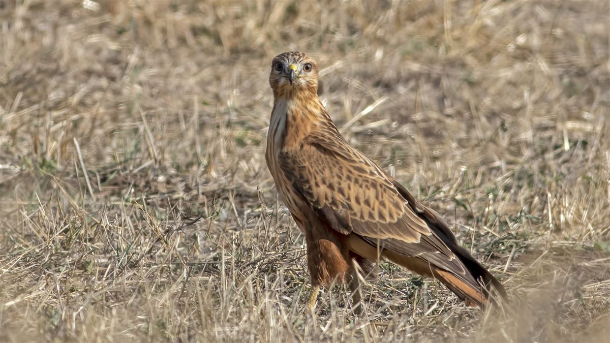 Long-legged Buzzard
