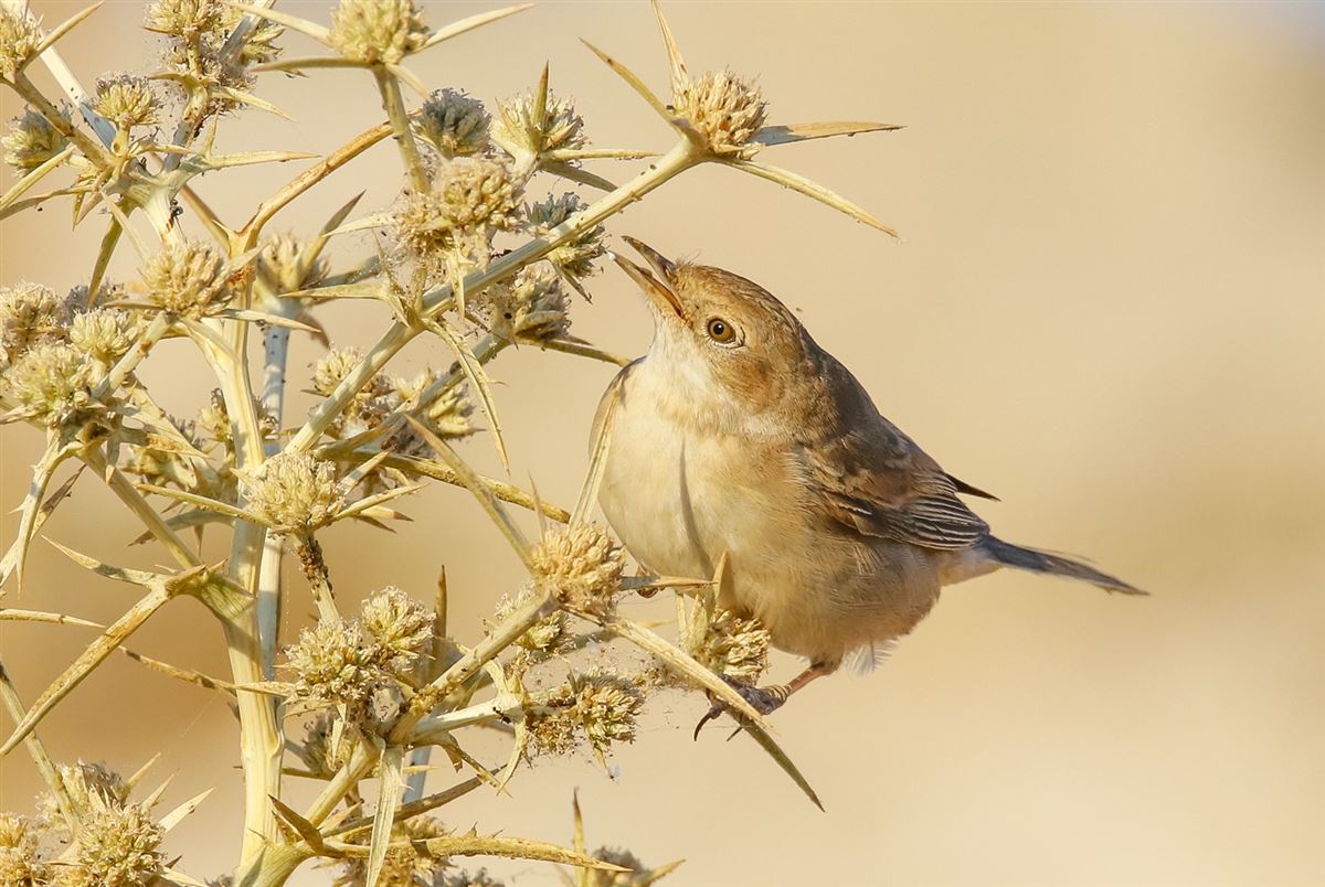 Common Whitethroat