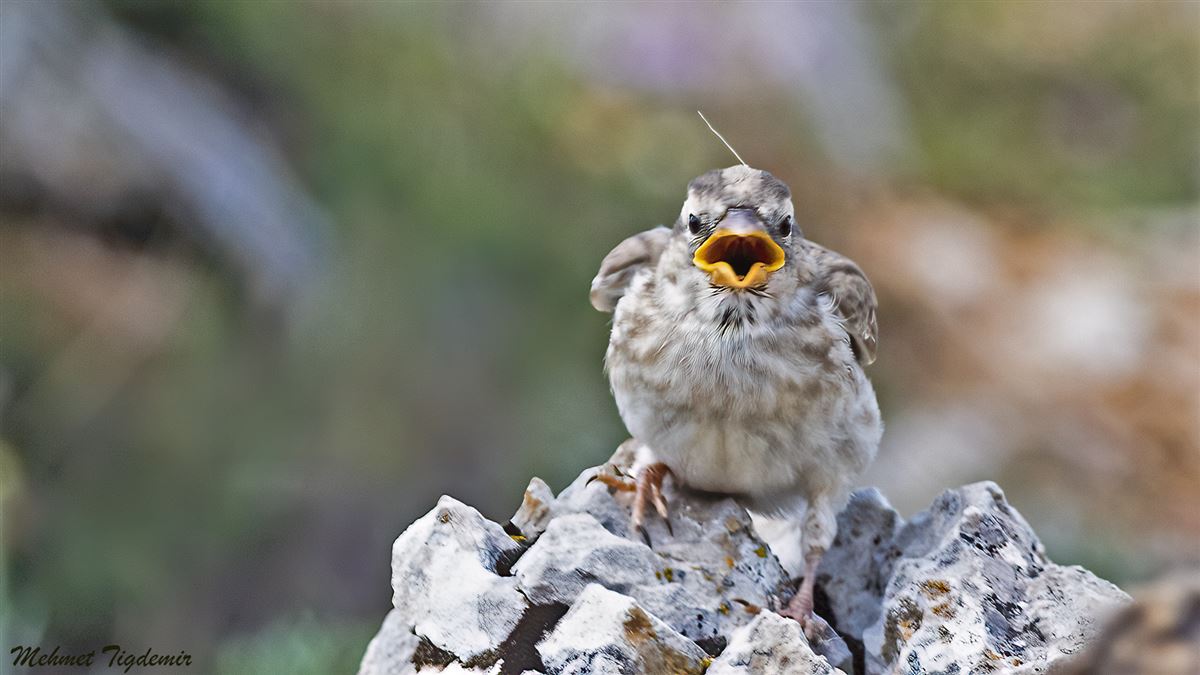 Rock Sparrow