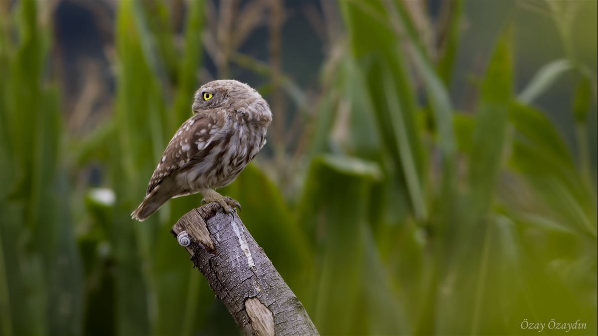 Little Owl
