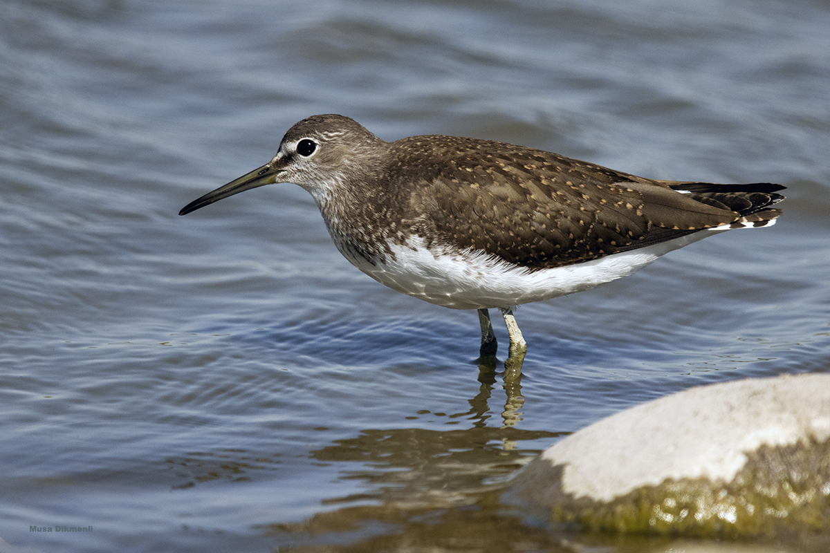 Green Sandpiper