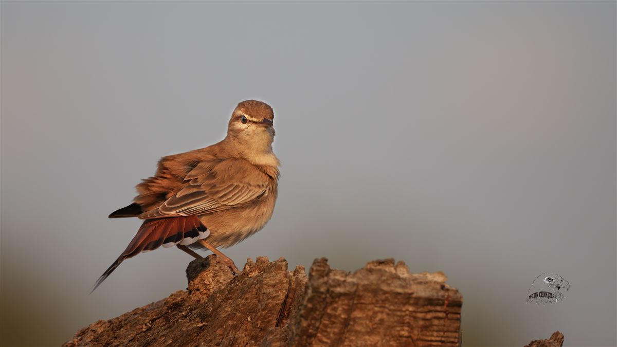 Rufous-tailed Scrub Robin