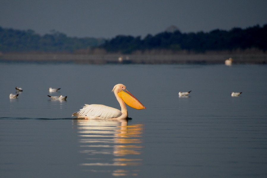 Great White Pelican