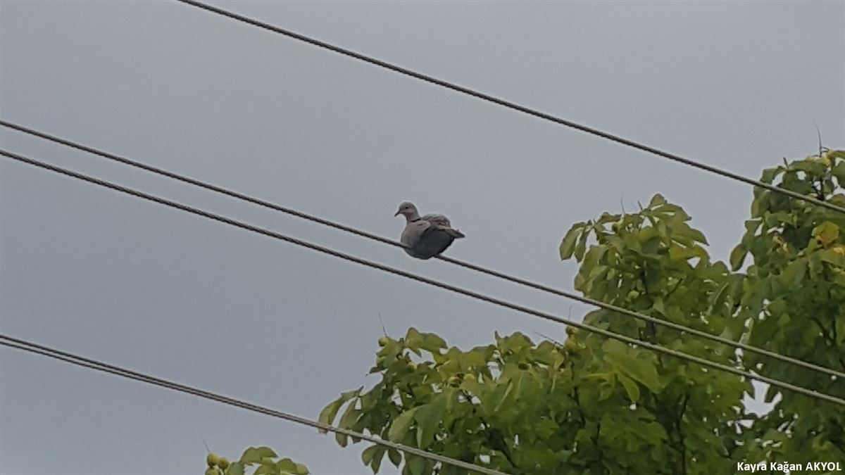 Eurasian Collared Dove