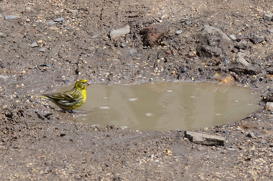 European Serin