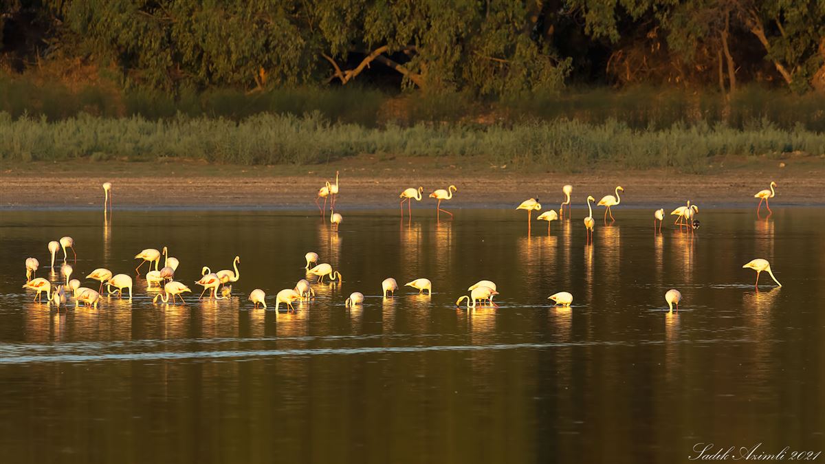 Greater Flamingo
