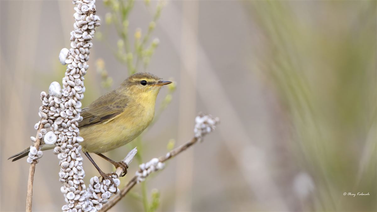 Willow Warbler