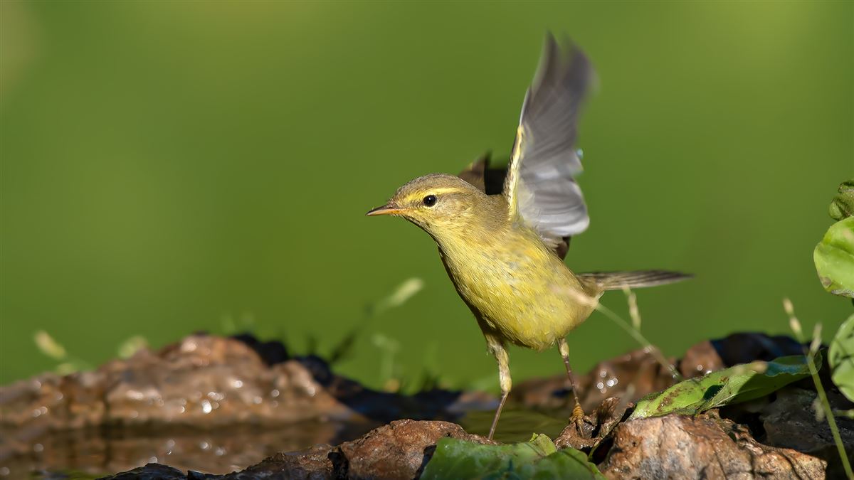 Willow Warbler