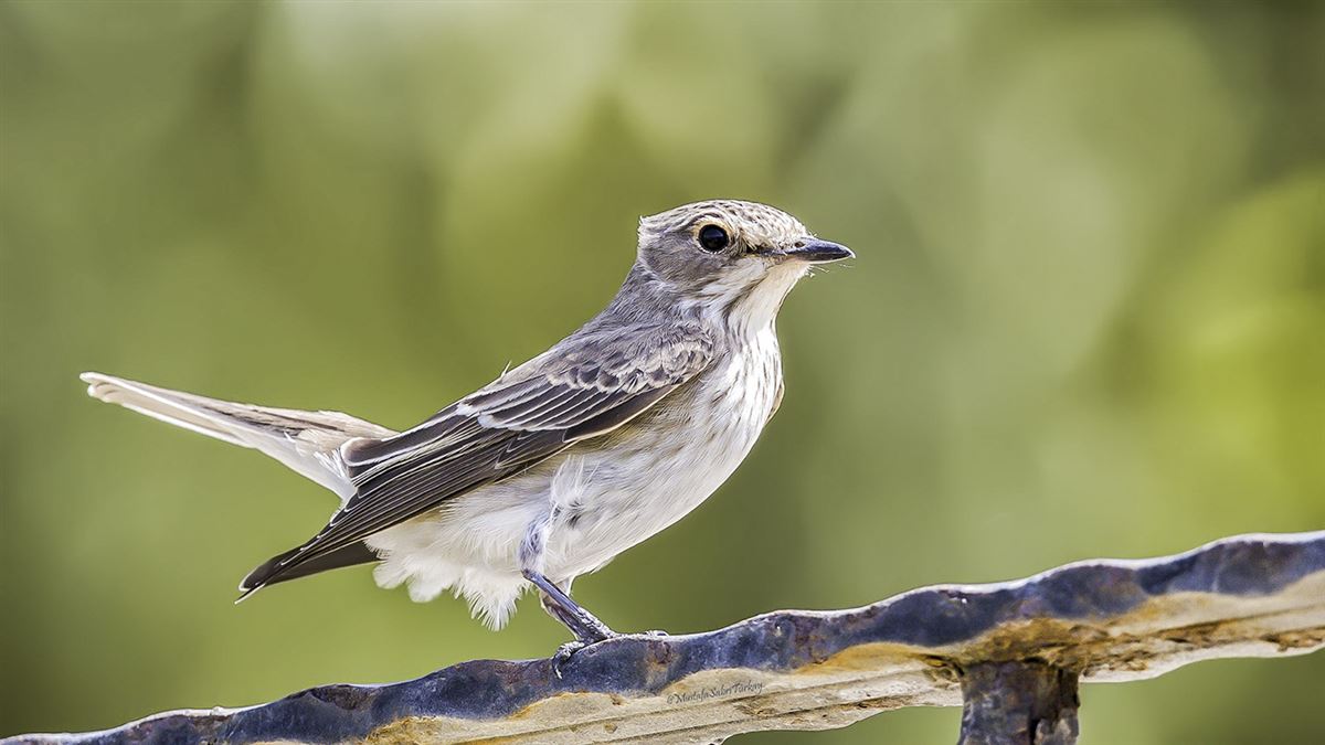 Spotted Flycatcher