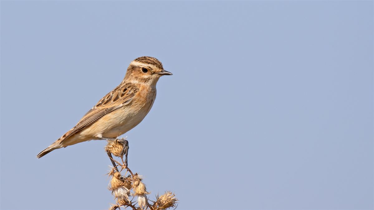 Whinchat