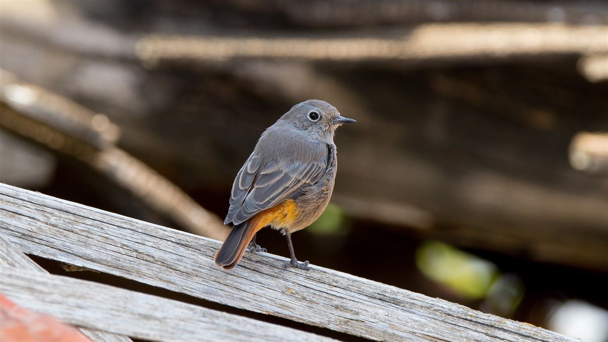 Black Redstart