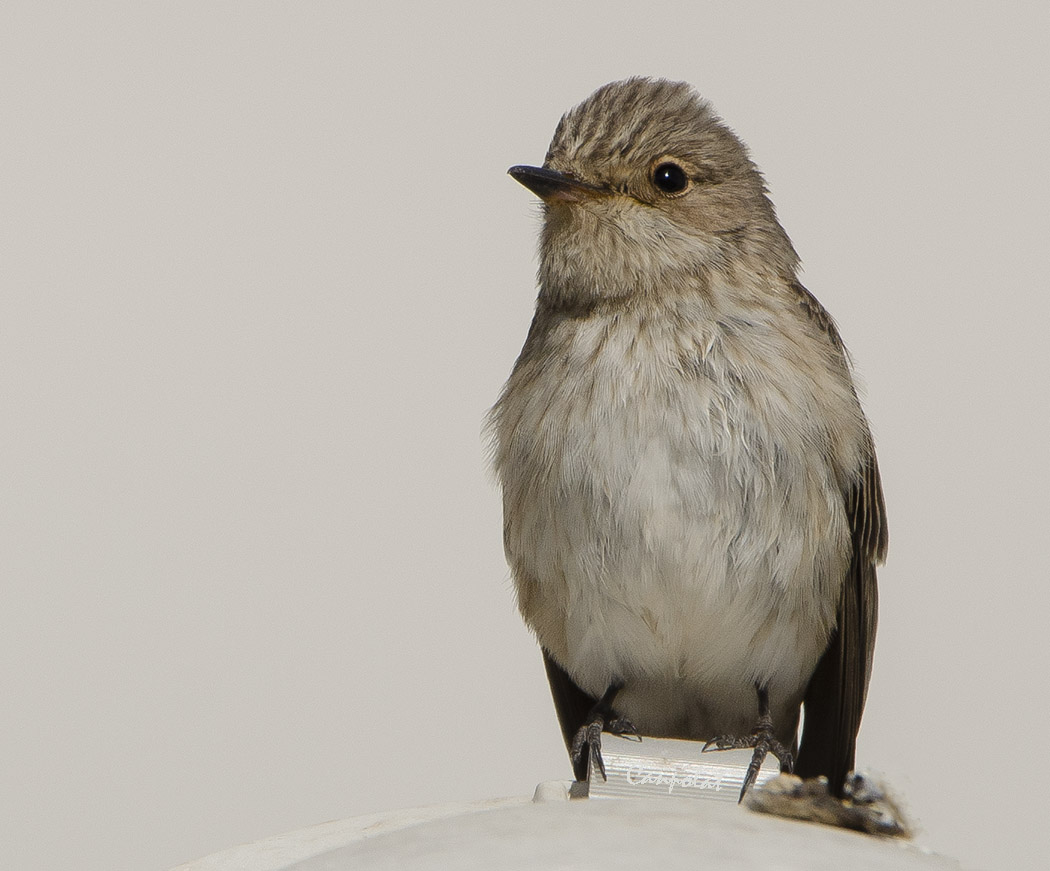 Spotted Flycatcher