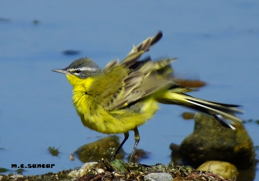 Western Yellow Wagtail