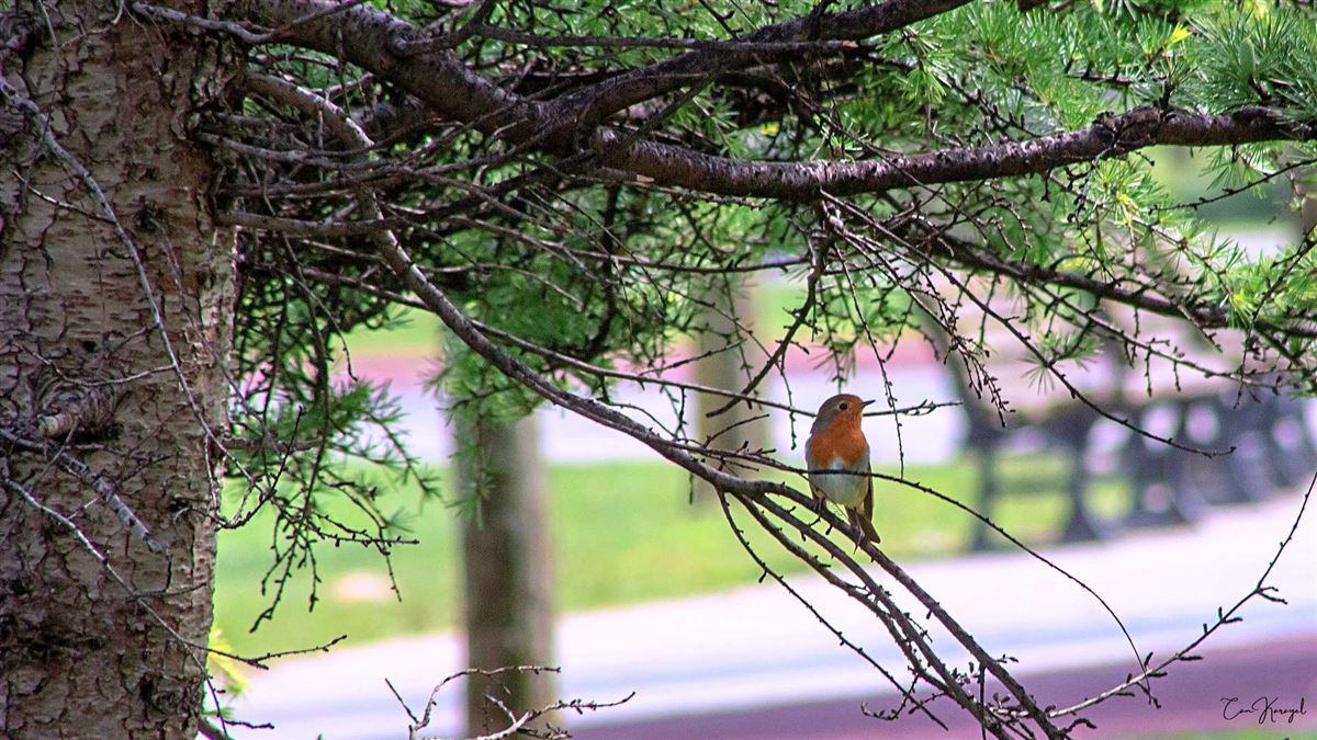 European Robin