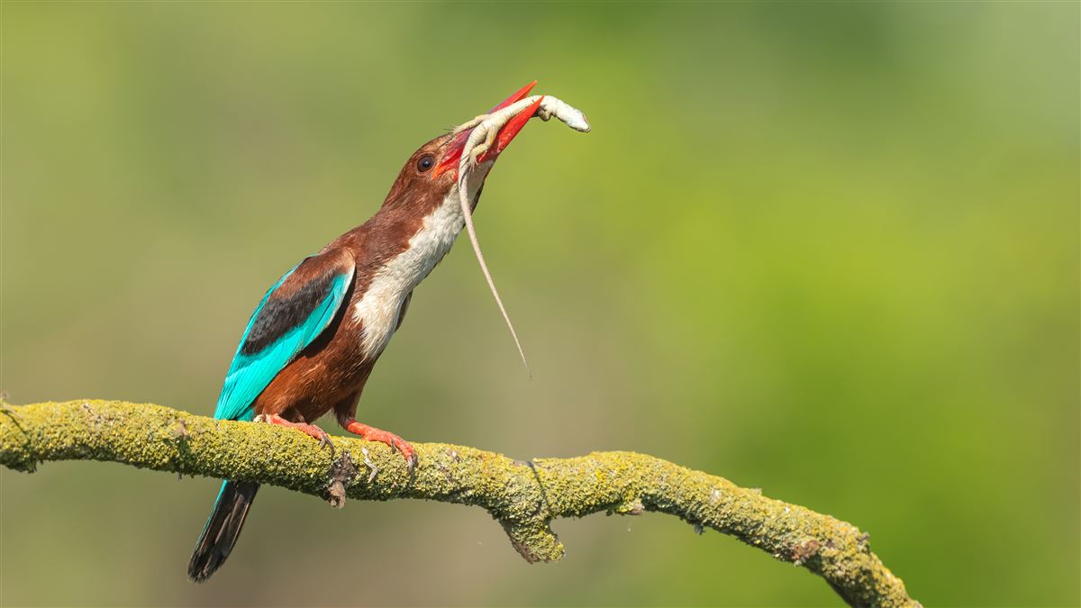 White-throated Kingfisher