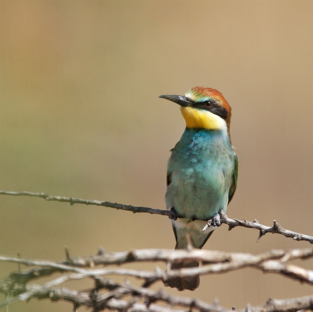 European Bee-eater