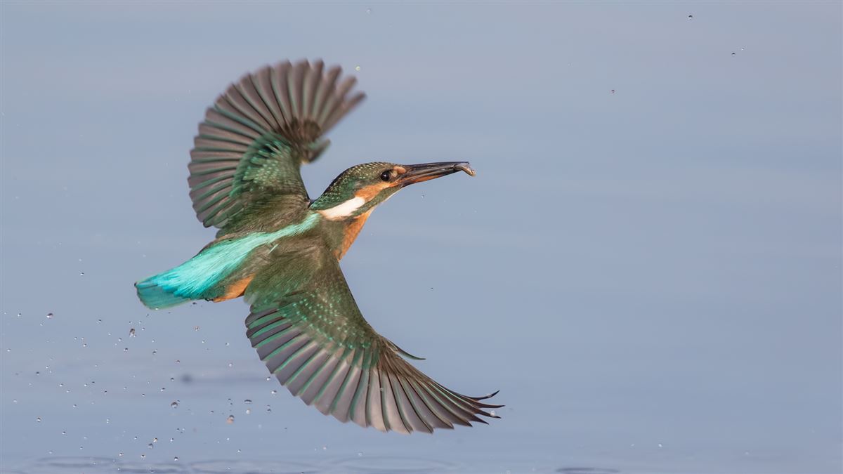 Common Kingfisher