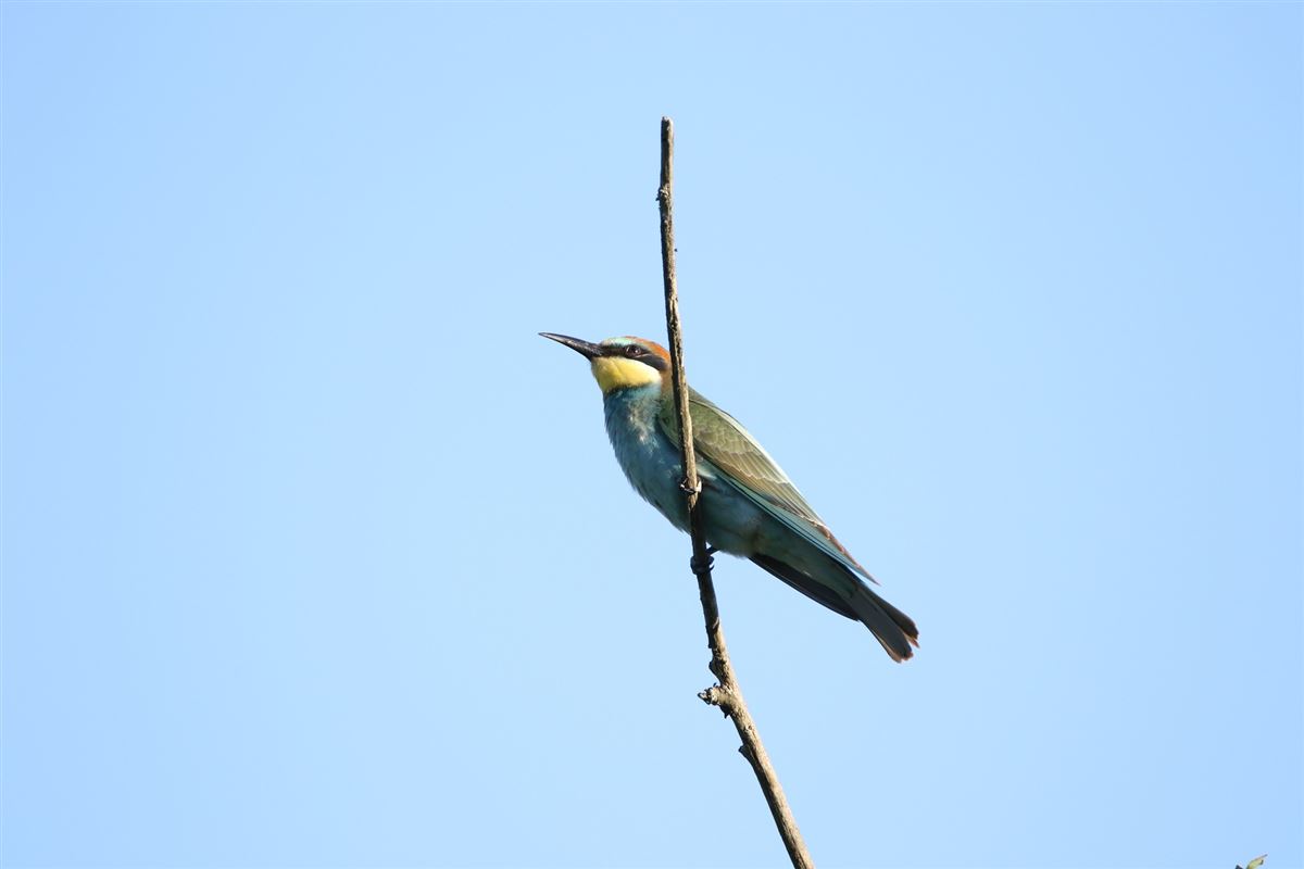 European Bee-eater