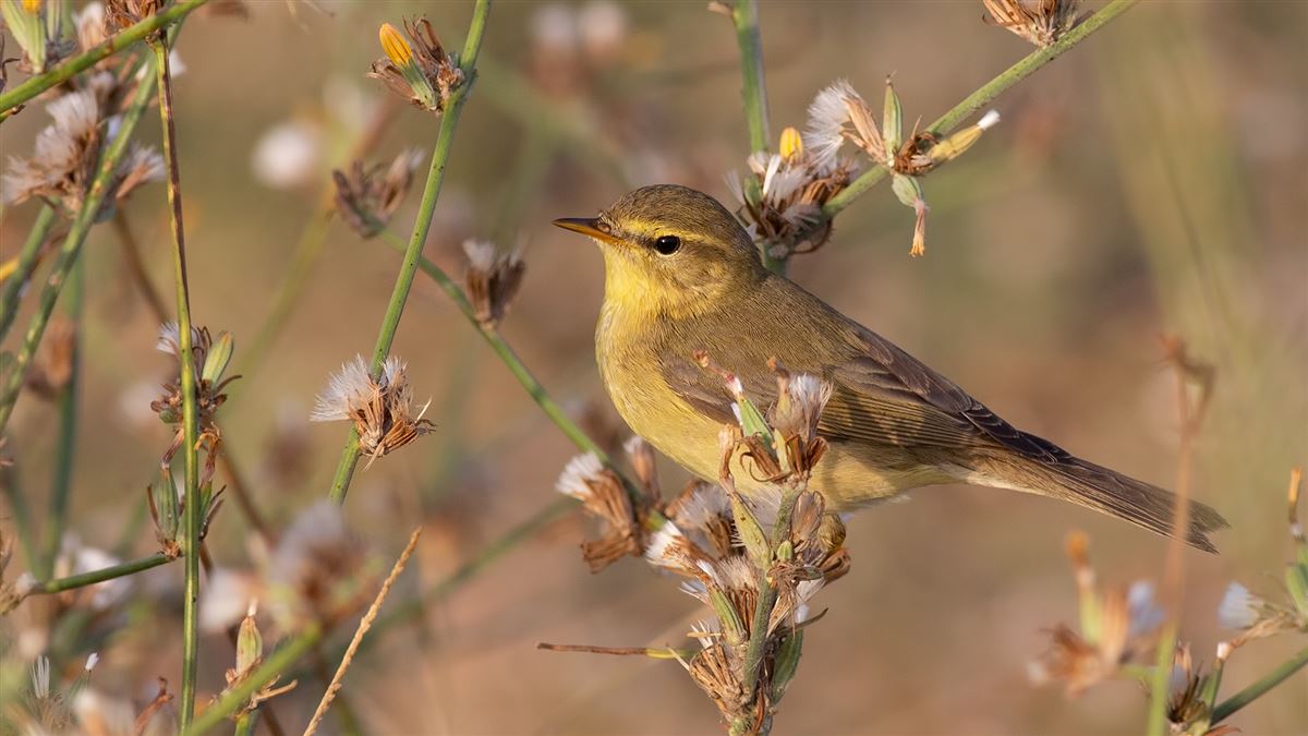 Willow Warbler