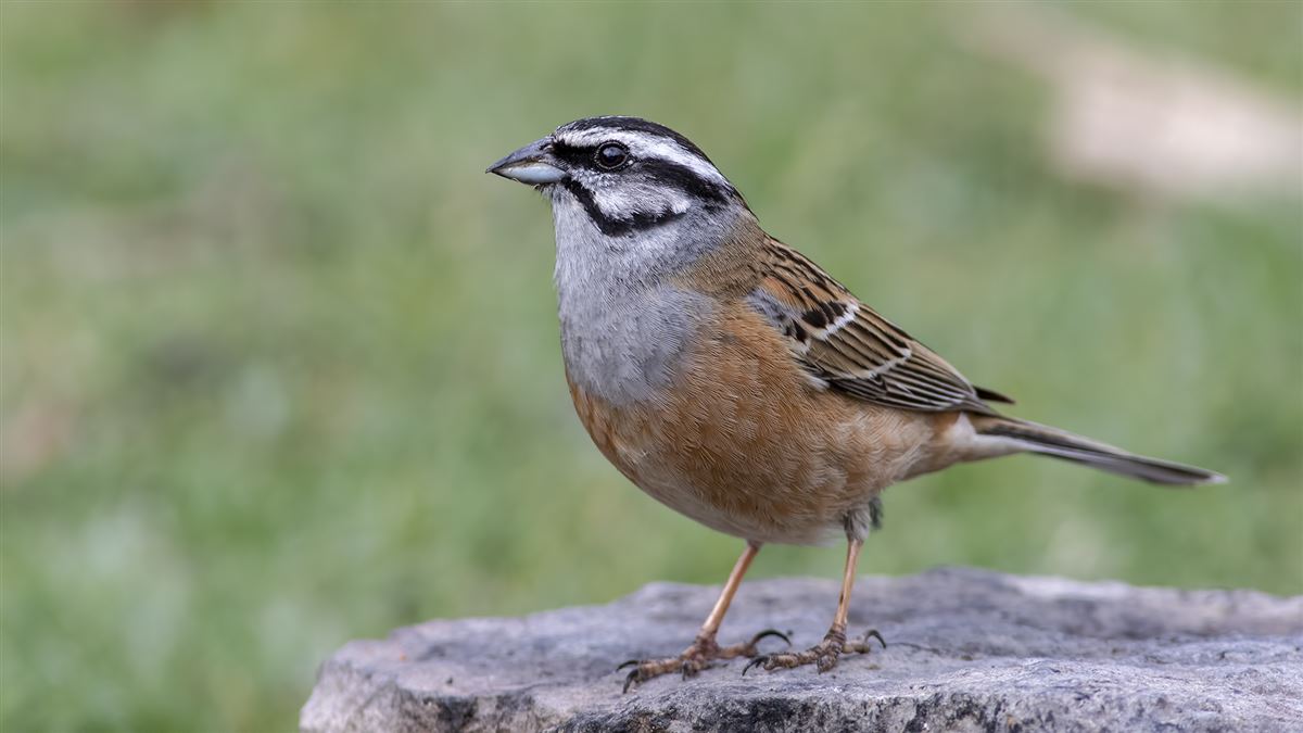 Rock Bunting