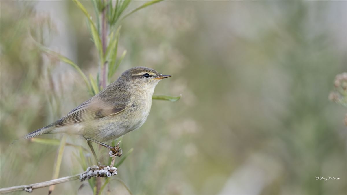 Willow Warbler