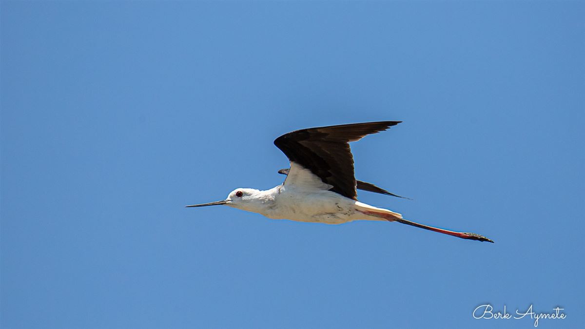 Black-winged Stilt
