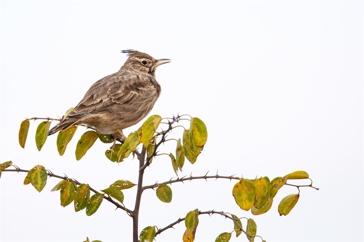 Crested Lark
