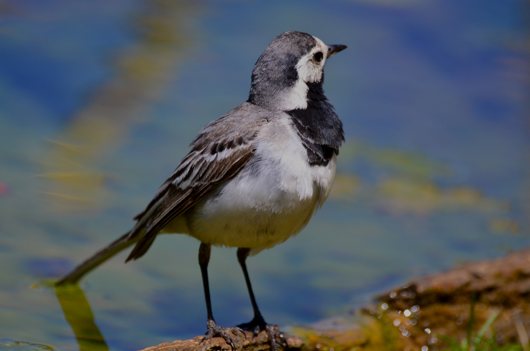 White Wagtail