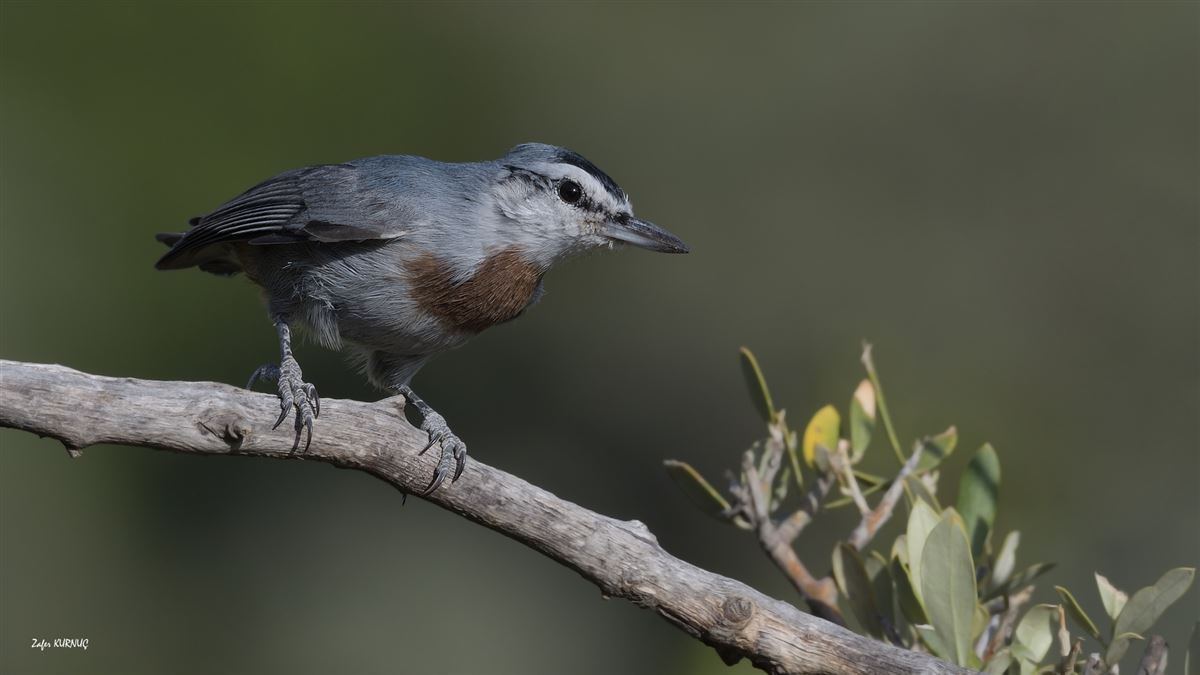 Krüper`s Nuthatch