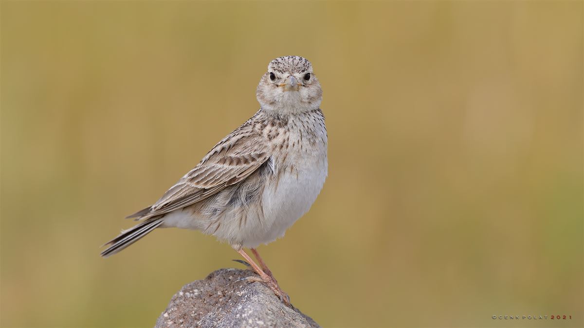Turkestan Short-toed Lark
