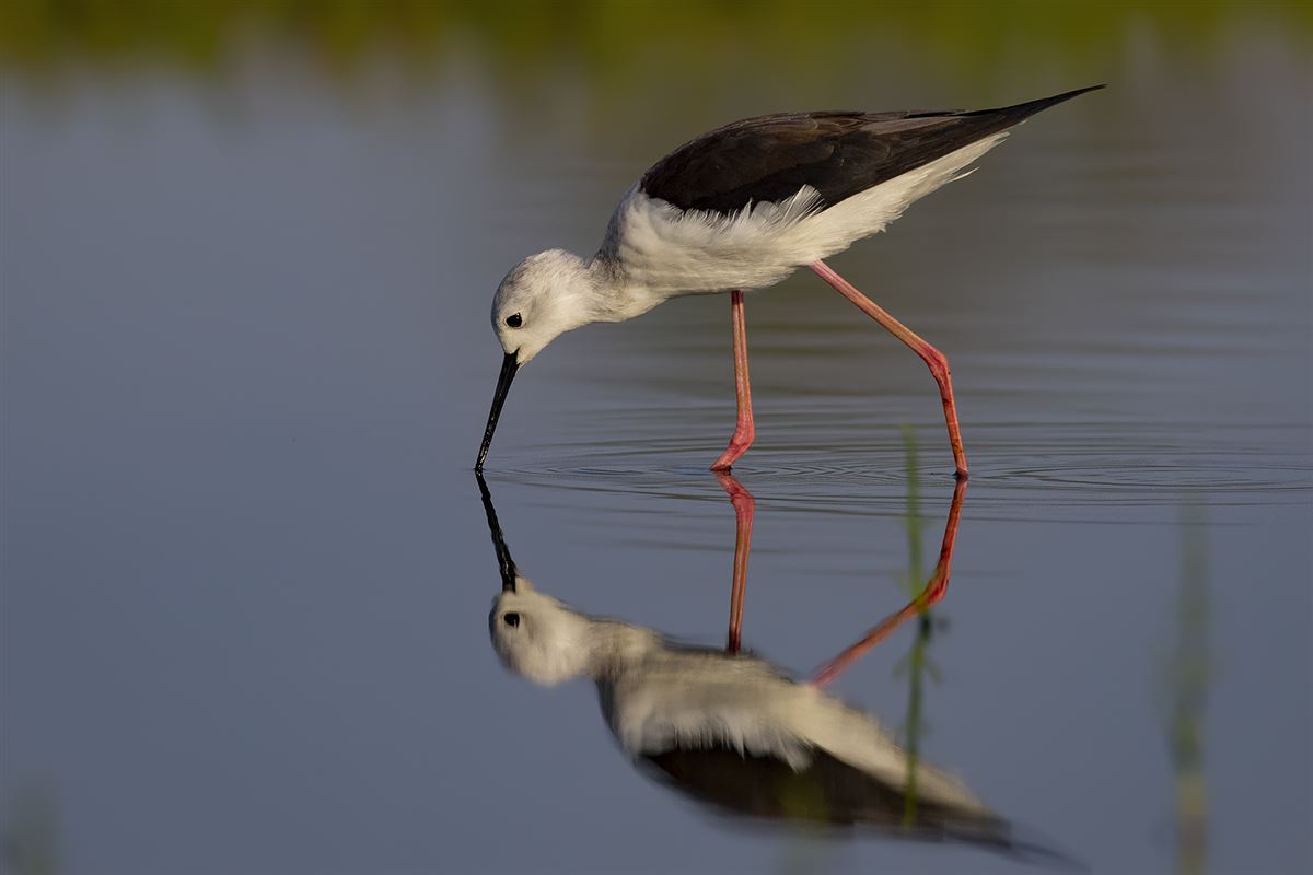 Black-winged Stilt