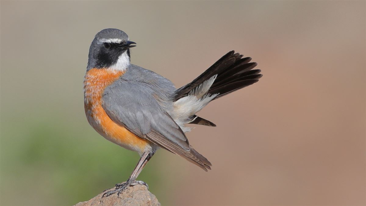 White-throated Robin