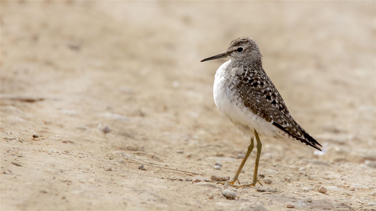 Wood Sandpiper