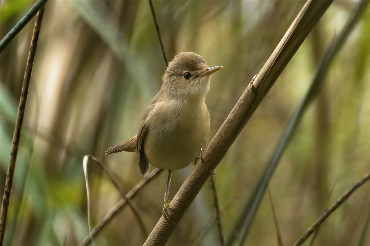 Common Reed Warbler