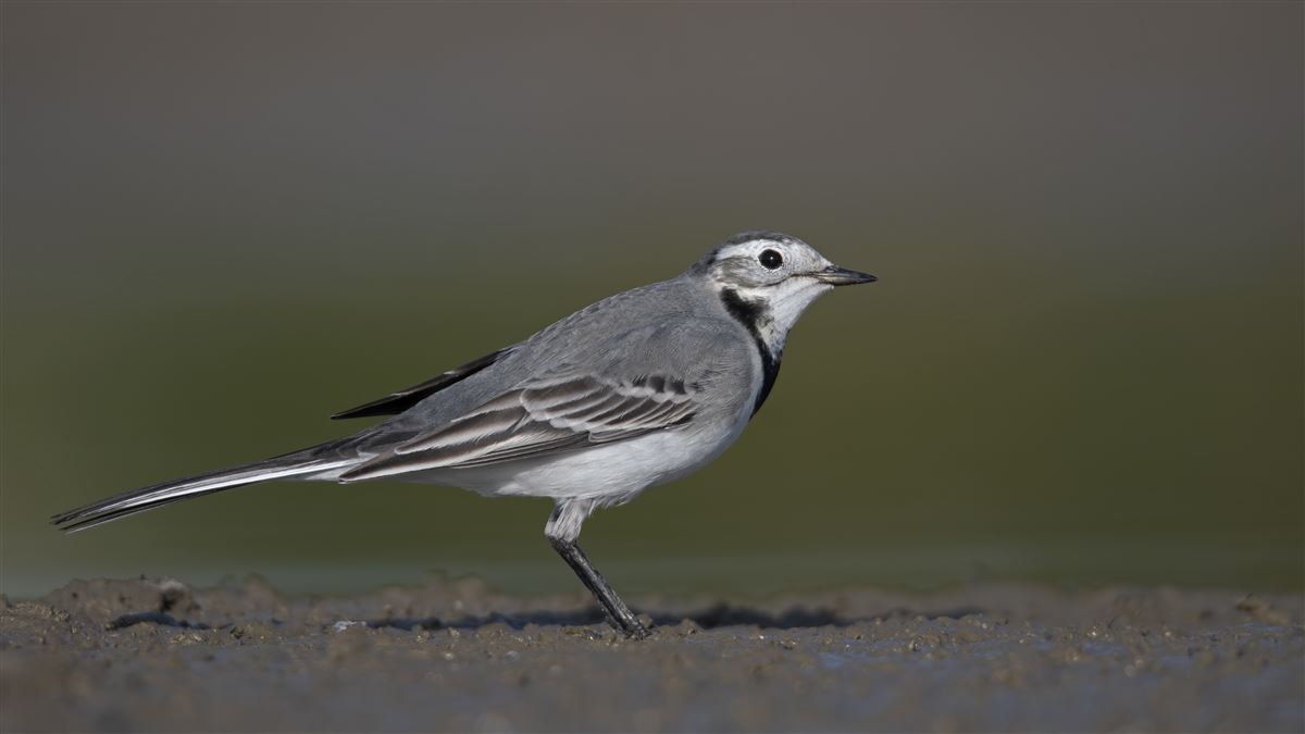 White Wagtail