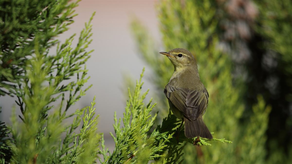 Willow Warbler