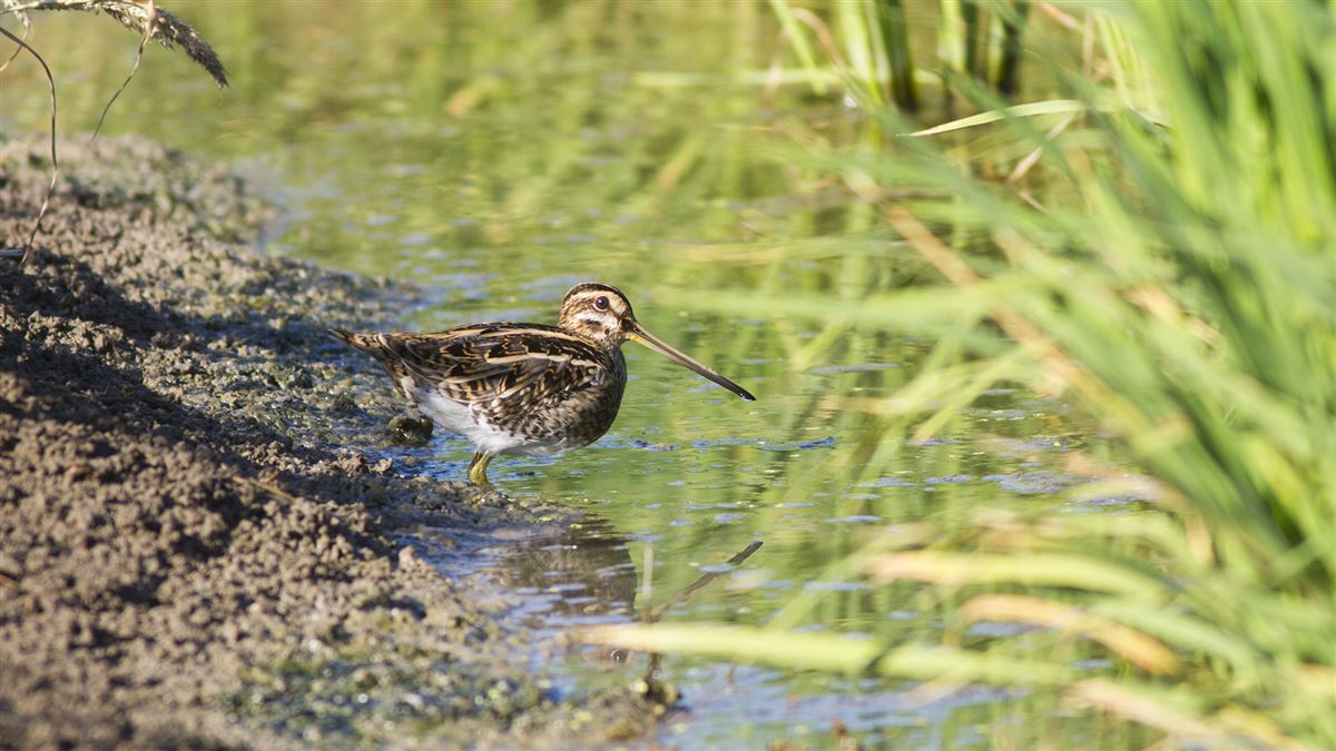 Common Snipe