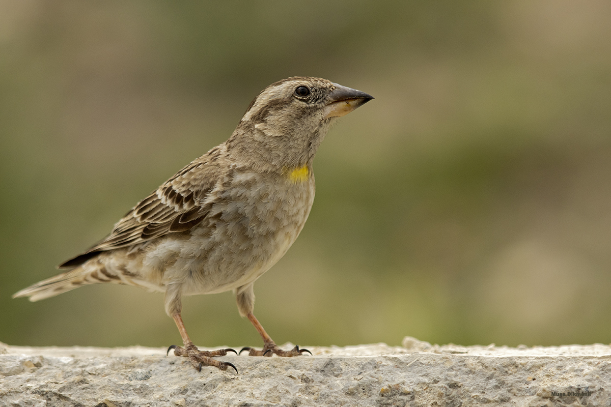 Rock Sparrow