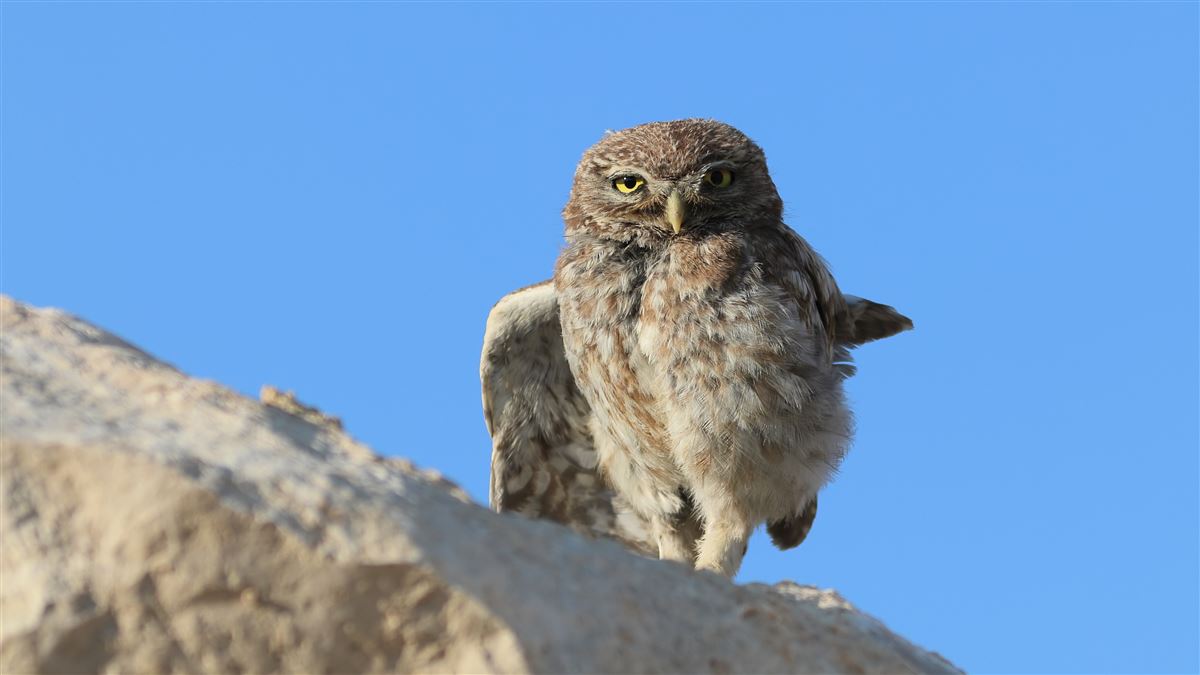 Little Owl