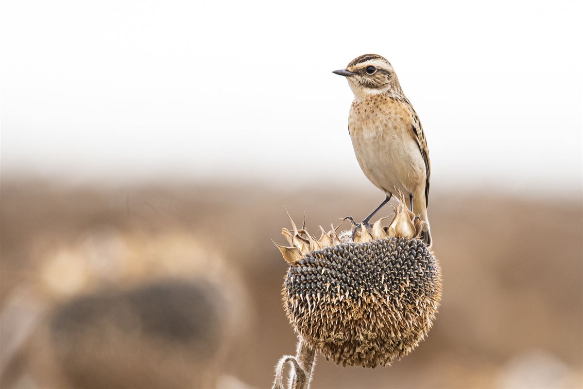 Whinchat