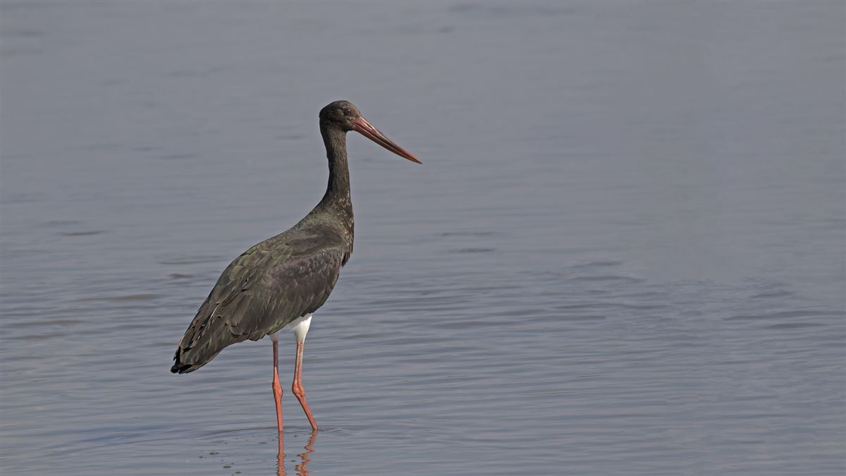 Black Stork