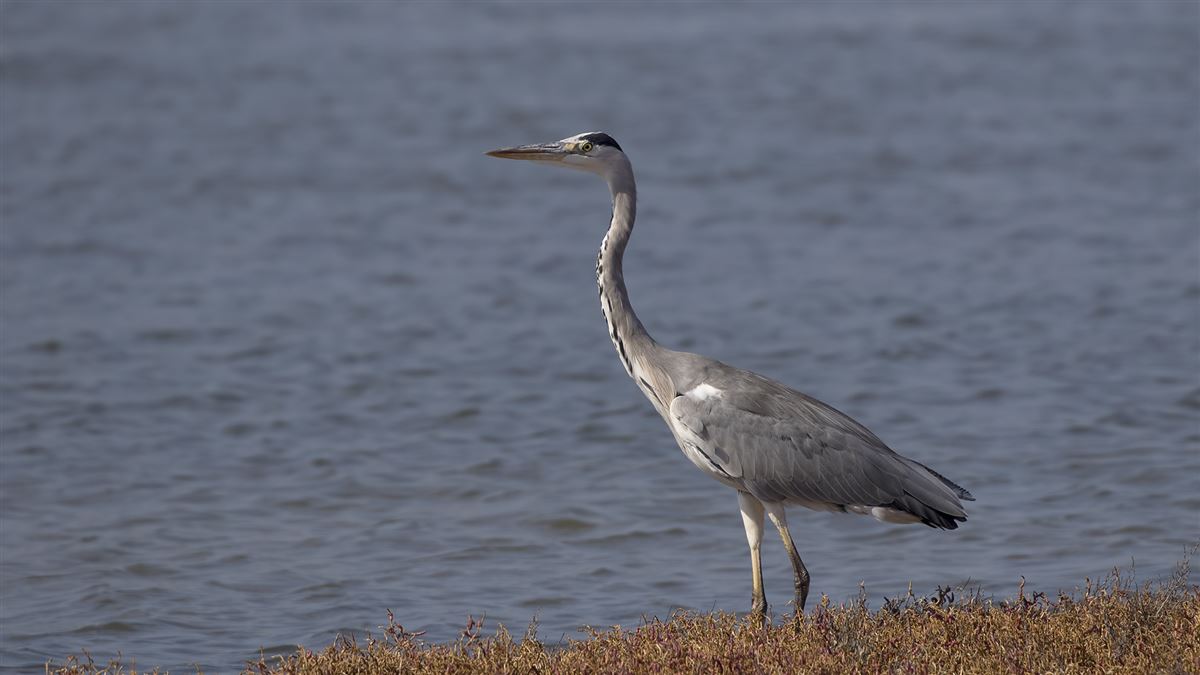 Grey Heron
