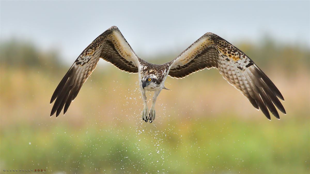 Osprey
