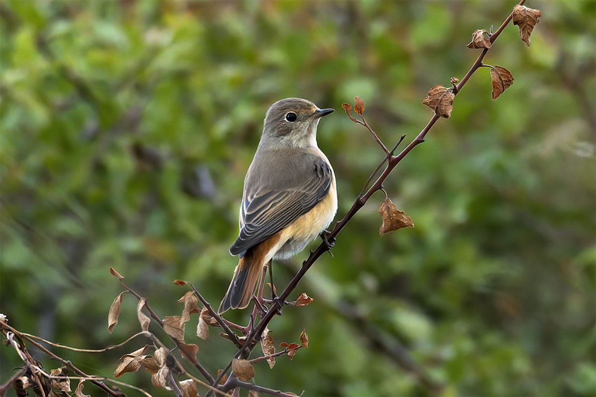 Common Redstart