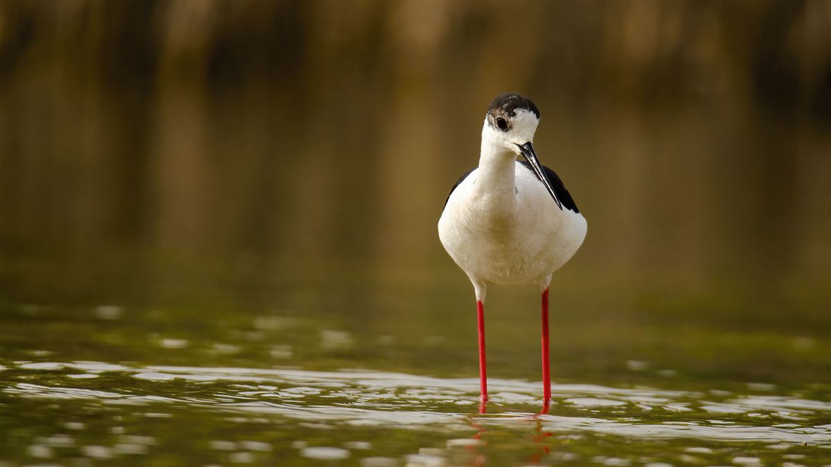 Black-winged Stilt