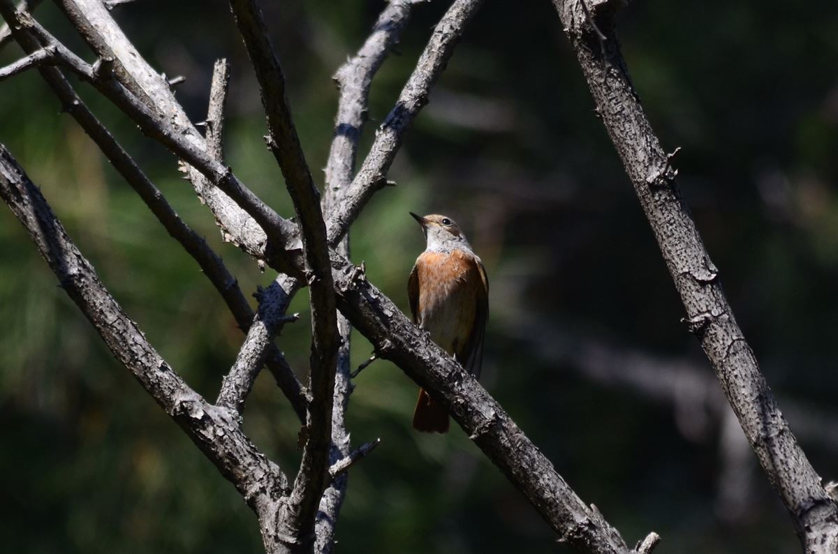 Common Redstart
